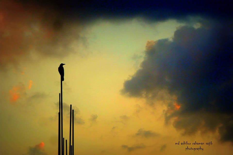 Alone bird (loneliness)