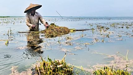 Haor landscape